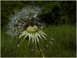 Pusteblume-verweht_900-forum.jpg