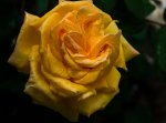 DSC_0007_Yellow Rose.jpg