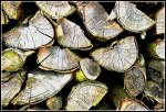 DSC_0075_Chopped_Wood.jpg