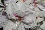 DSC00554.JPG