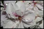 DSC00554.JPG
