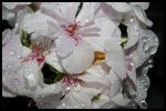 DSC00549 - Kopie - Kopie.JPG