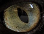 auge.jpg