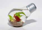 Fishbulb - bearbeitet - as wallpaper - 900.jpg