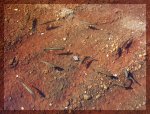 fische.jpg