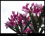 mom07.jpg