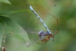 IMG_5761g.jpg