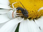 spinne mit fliege.jpg