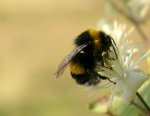 Hummel2.jpg