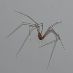 spinne original.jpg