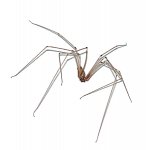 spinne3.jpg