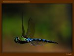 Anax Imperator_by_sladdi_tn Kopie.jpg