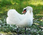 schwan1.jpg