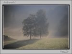 Bodennebel.jpg