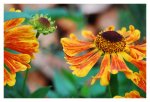 Blume Makro.jpg