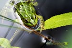 frosch.jpg