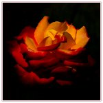 DSC_0044_Rose in the Dark.jpg