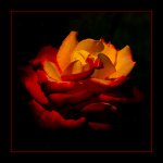 DSC_0044_Rose in the Dark_with new frame.jpg