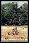 IMG0014_Amish-Family at work.jpg