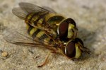schwebfliegen-duett.jpg