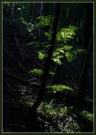 Waldlicht.jpg