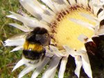 P1000719-2.jpg