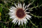Silberdistel.jpg