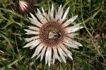 Silberdistel1.jpg