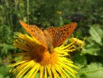 DSCF2801.jpg