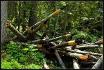 DSC_0026_Pencilwood.jpg