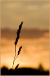 Aere-am-Abend_900-forum.jpg