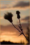 filigrane-Pflanze-am-Abend_900-forum.jpg