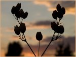 Kronleuchter-Blume_900-forum.jpg