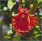 P1010713 Granatapfel [800x600]_(C).jpg