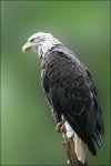 adler(900px).jpg