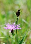 Wiesenkorn.jpg