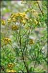 Wiesenblume10.jpg