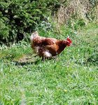 Huhn.jpg