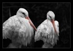 storch_r.jpg