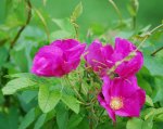 wildrose.jpg