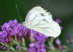 schmetterling1.jpg