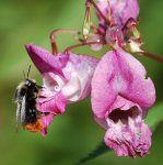 hummel.jpg