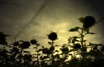 Web sonnenblumenfeld4.jpg