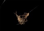 spinne2.jpg