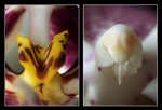 orchidee ansicht.jpg