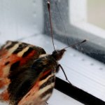 Butterfly1.jpg