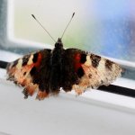 Butterfly3.jpg