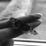 Butterfly2.jpg