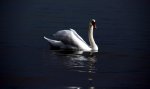 5631_Schwan.jpg
