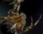 spinne09.jpg